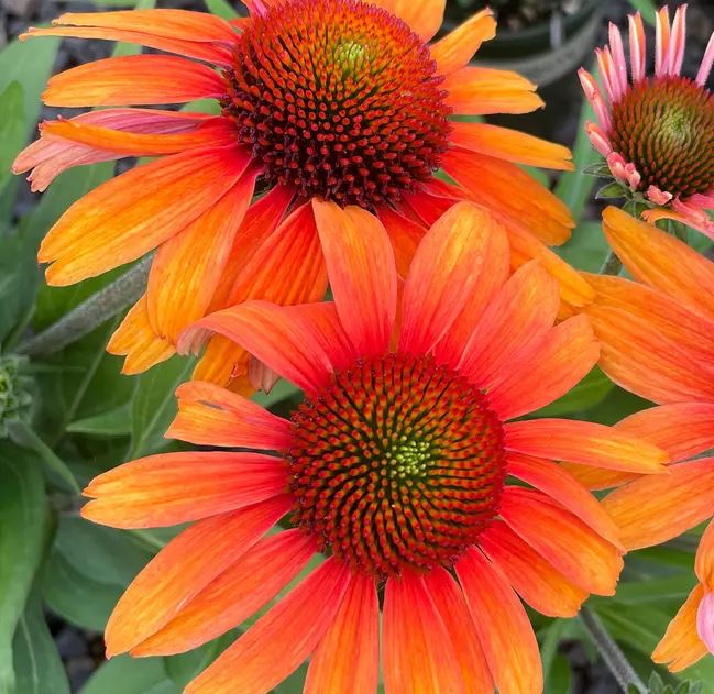 Echinacea Prima™ 'Tiger'