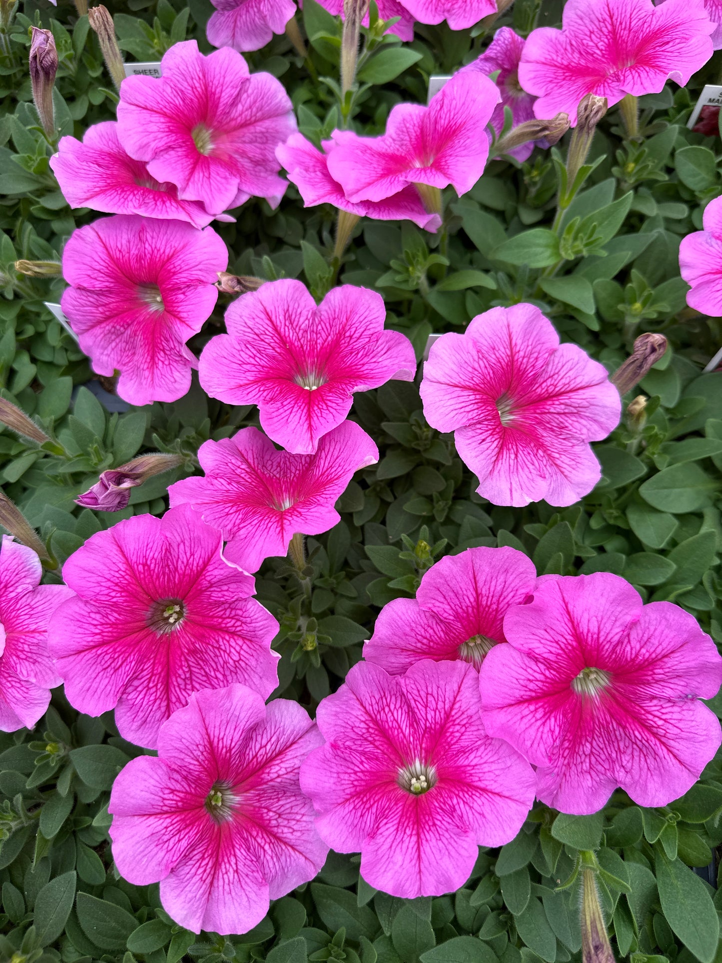 PETUNIA MADNESS SHEER - FLAT OF 48 PLANTS