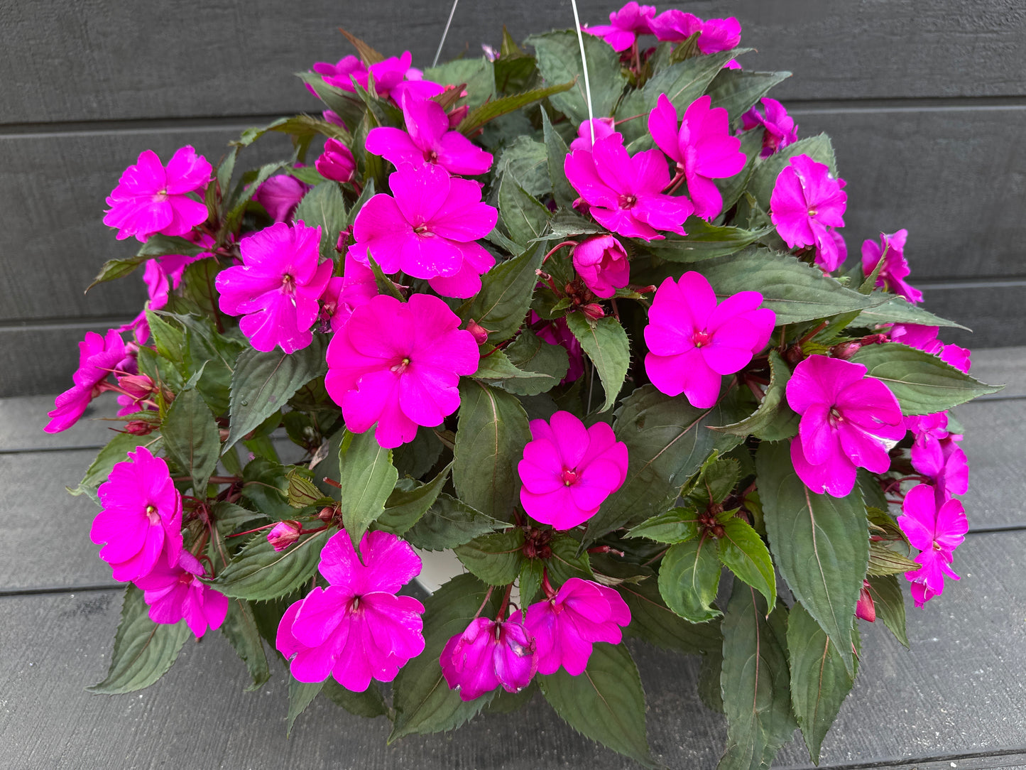 SUNPATIENS COMPACT PURPLE - 10'' HANGING BASKET