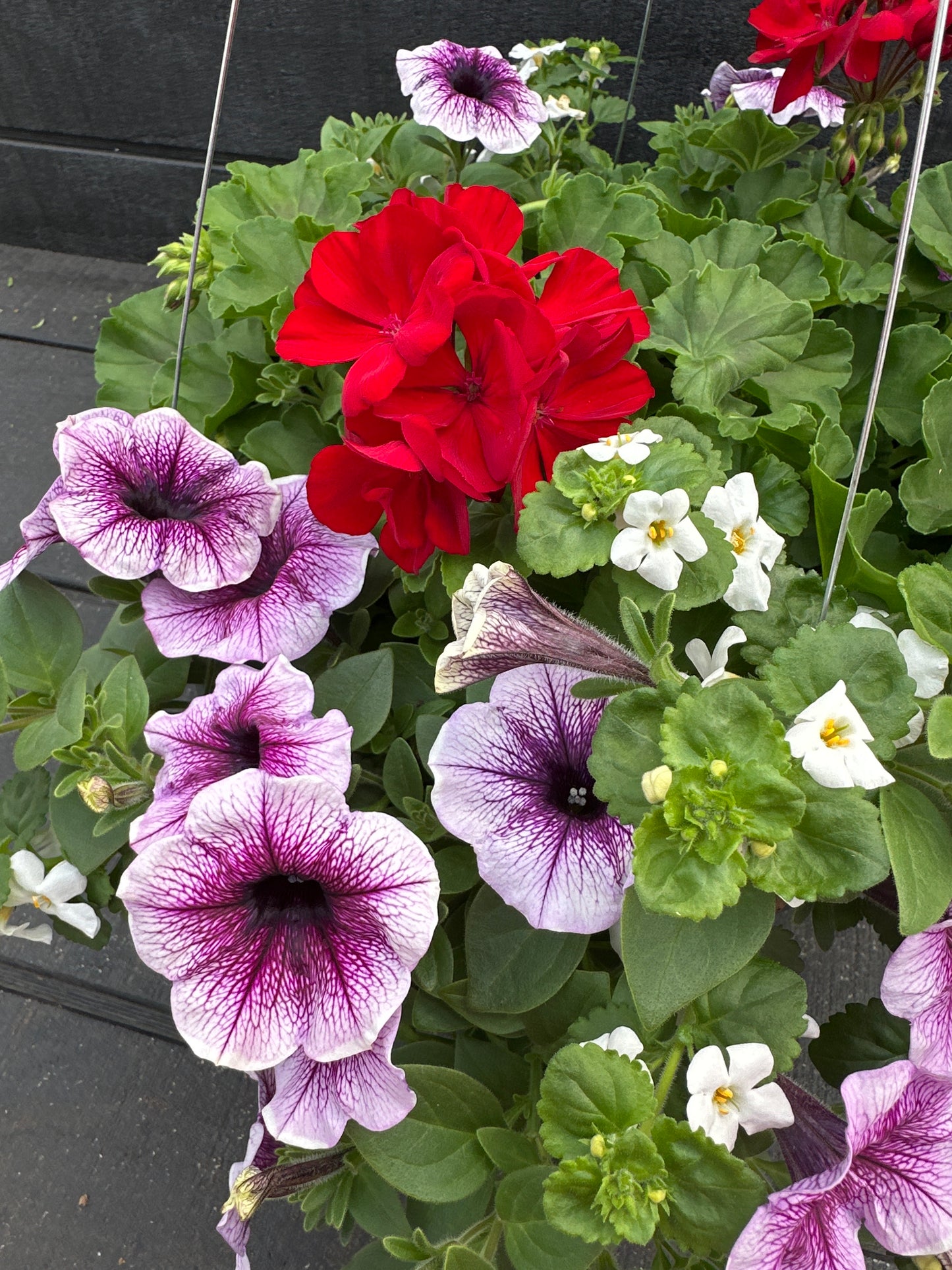 BASKET #94 - 12'' HANGING BASKET