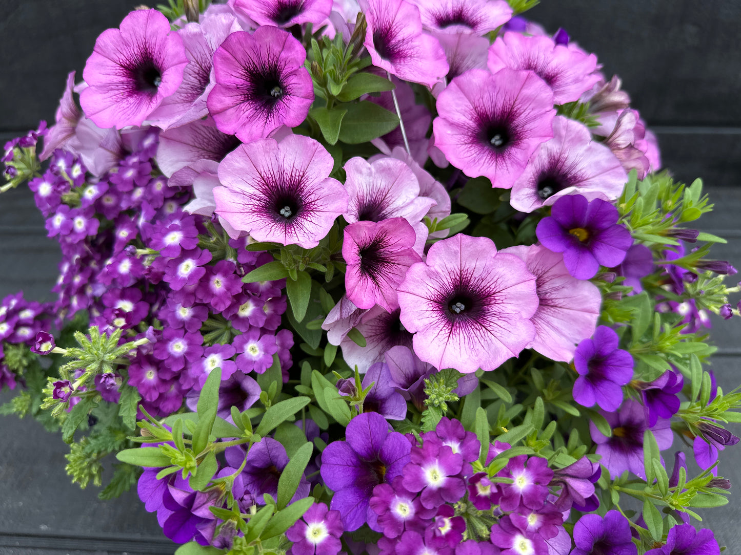 COMBO PURPLE CLEOPATRA - 10" HANGING BASKET