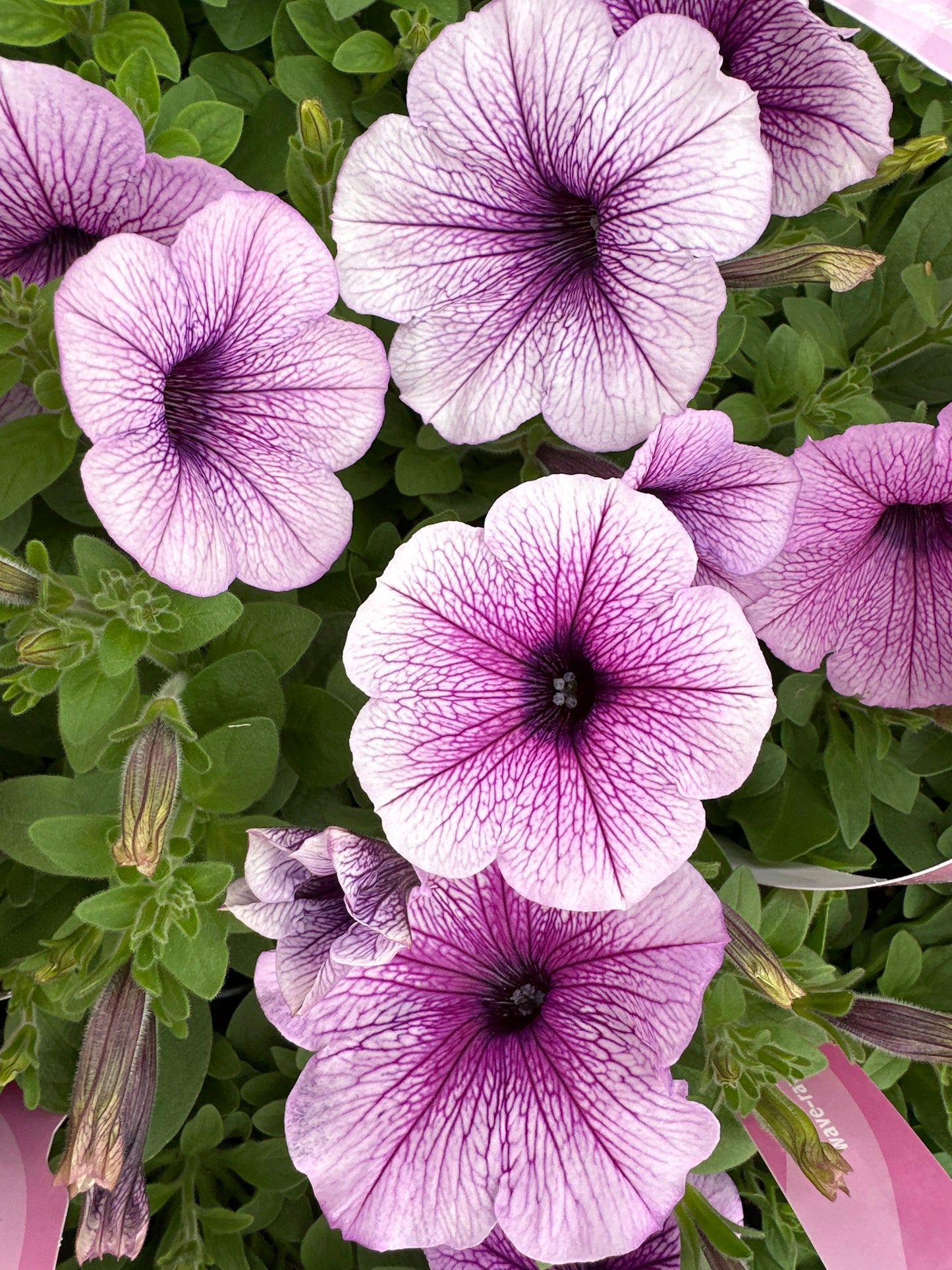 PETUNIA EASY WAVE PLUM VEIN - JUMBO 6 PACK