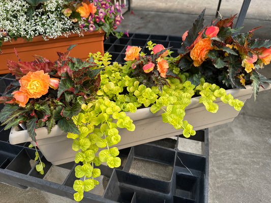 COMBO #27 - 24" WINDOW BOX