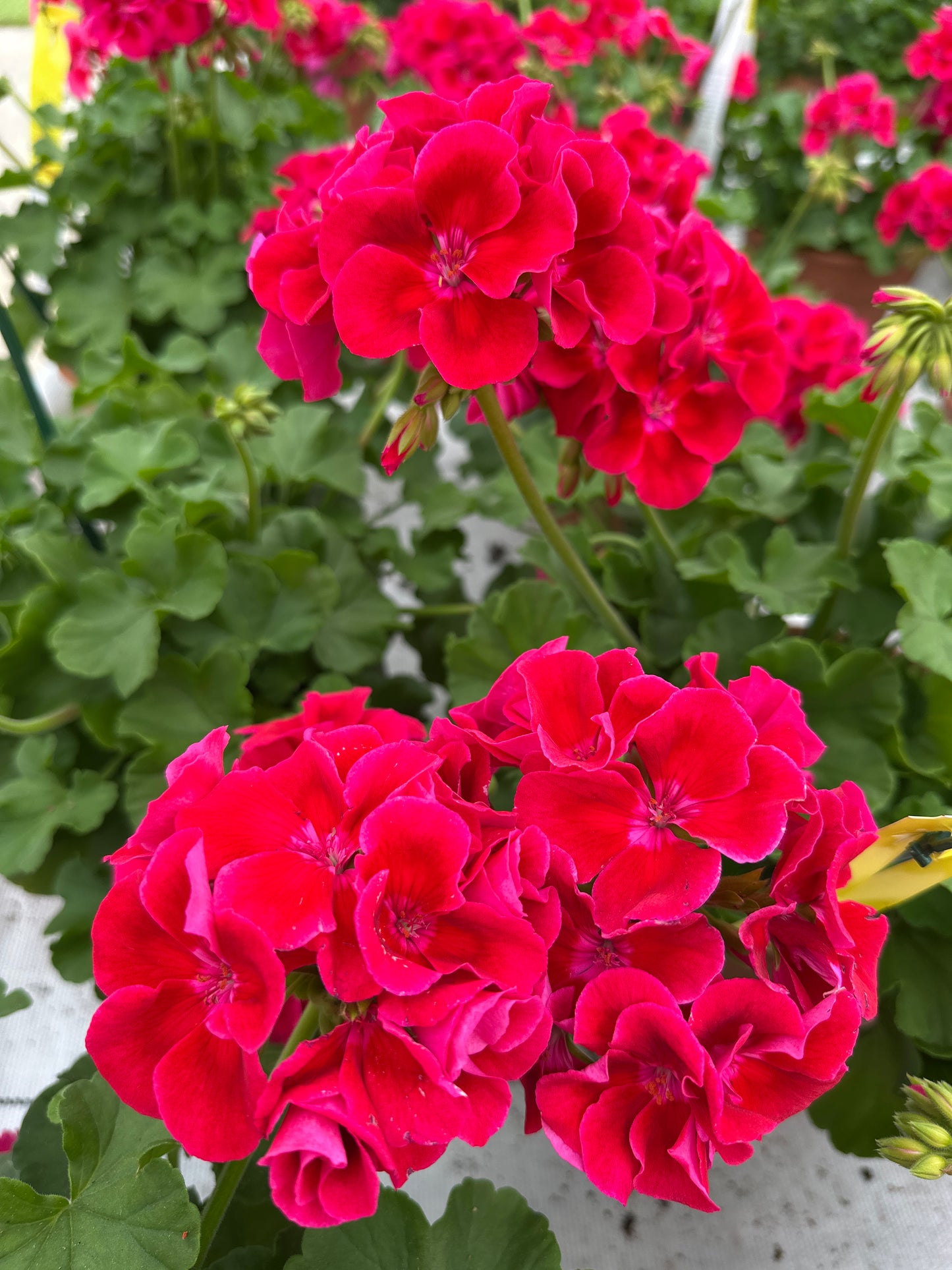 GERANIUM CALLIOPE CRIMSON FLAME - 8" POT