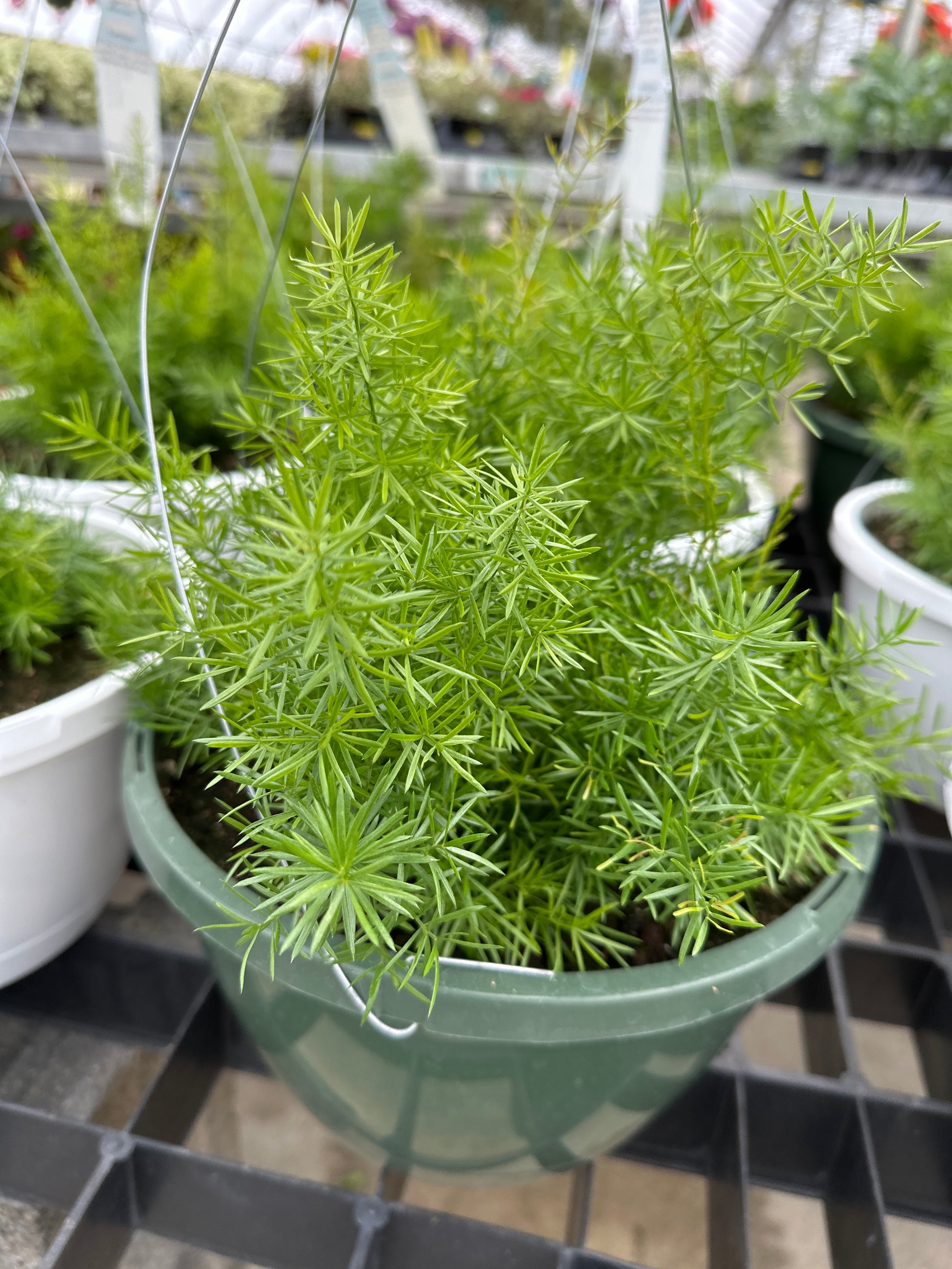 asparagus hanging plant ASPARAGUS FUZZYFERN FRIZZ