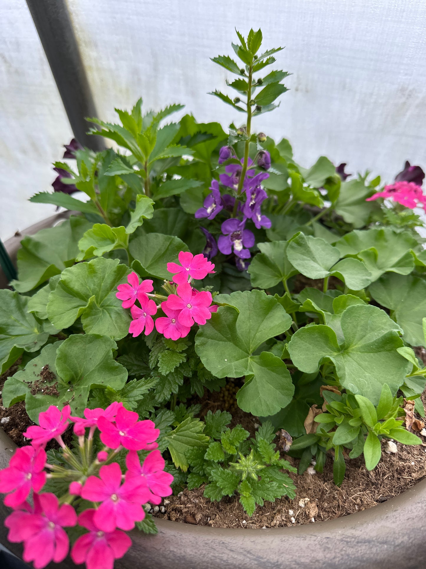 COMBO #22 - 16'' POT
