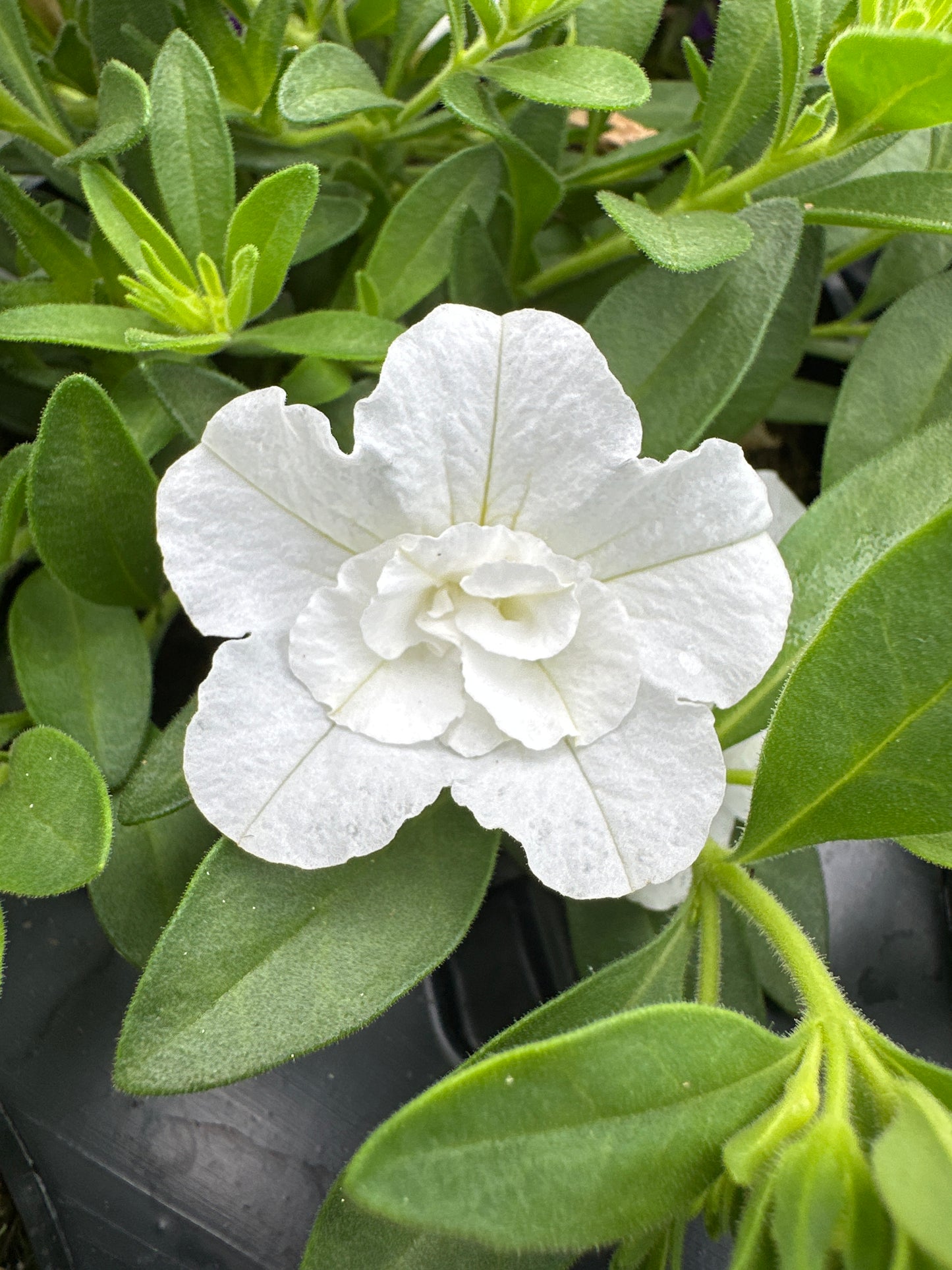 CALIBRACHOA MINIFAMOUS DOUBLE WHITE - 4" POT