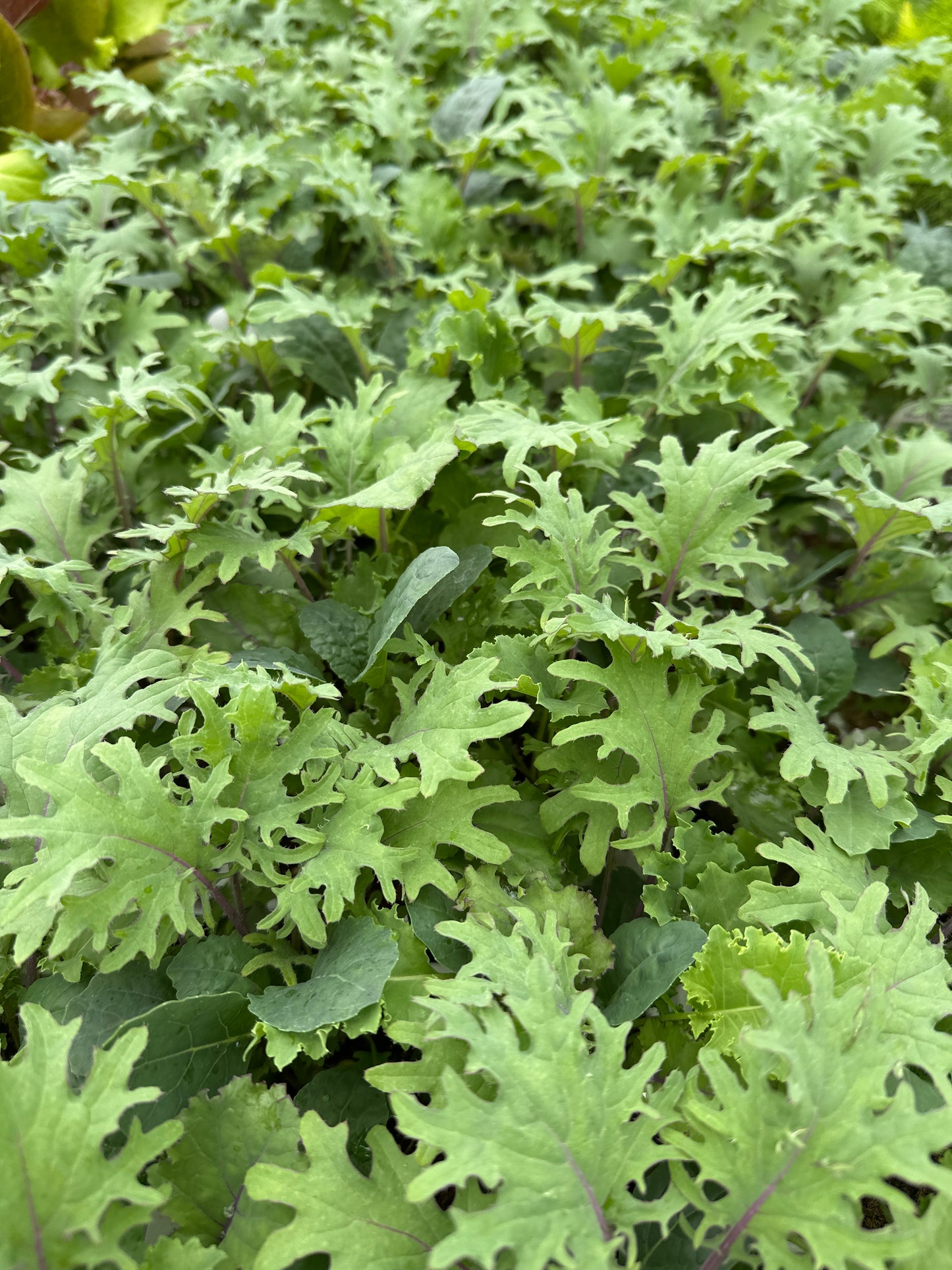 KALE STORM - JUMBO 6 PACK