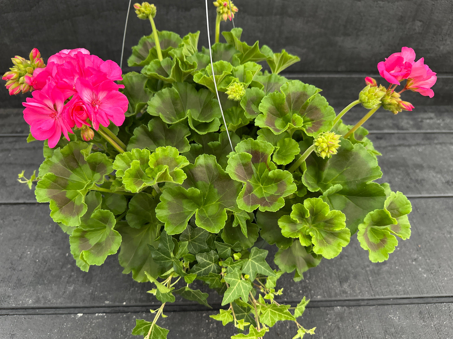 BASKET #49 - 10" HANGING BASKET