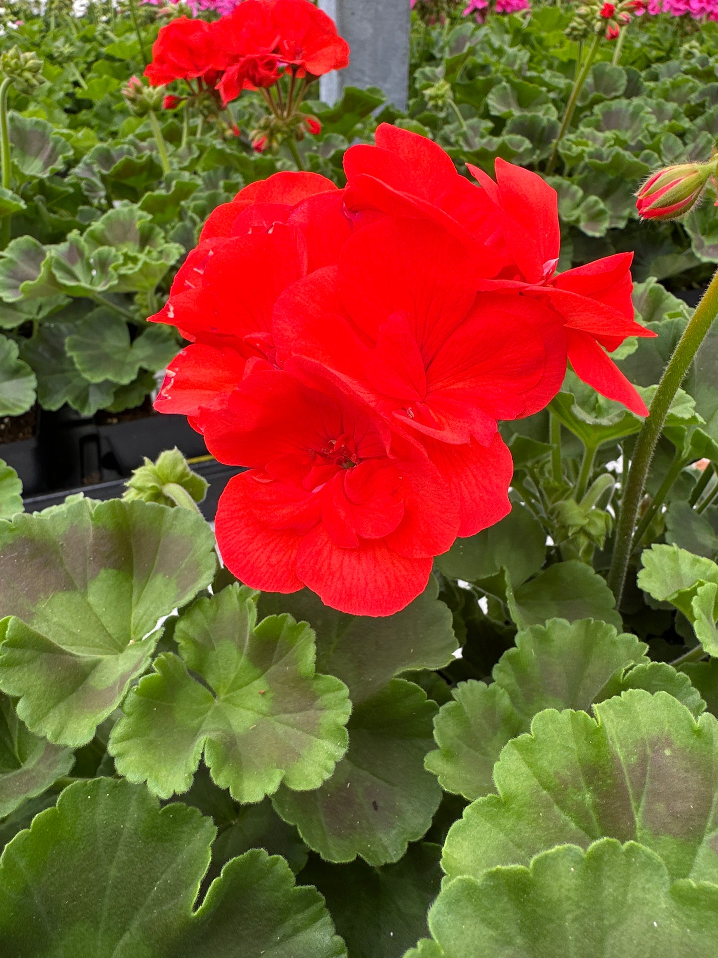 GERANIUM DYNAMO ORANGE - 4" POT