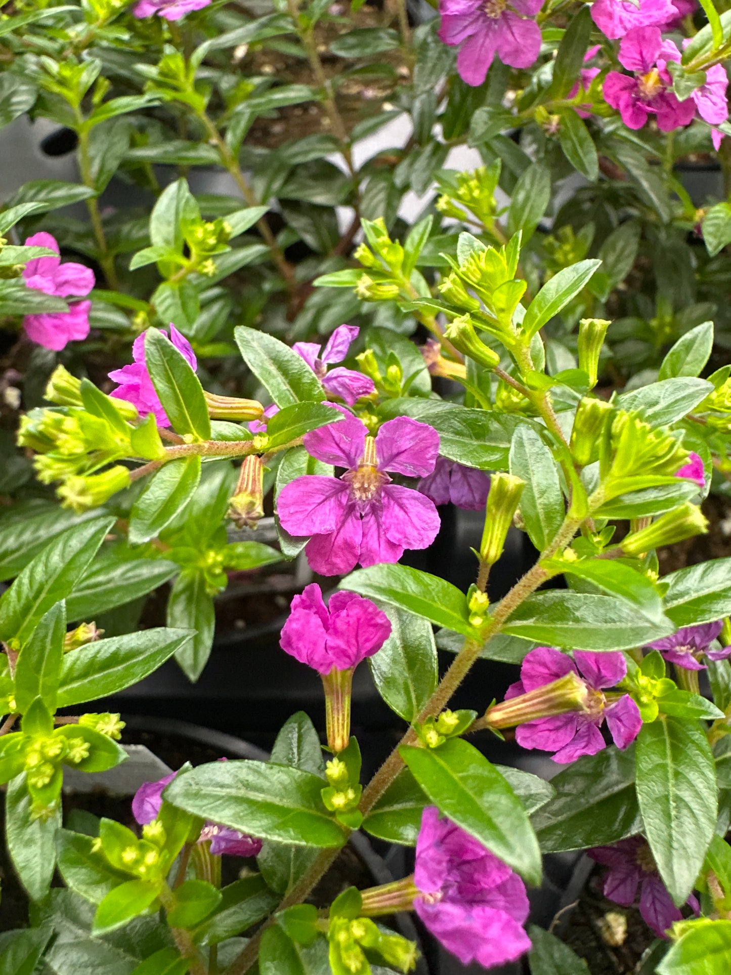 CUPHEA FLORIGLORY DIANA - 4'' POT