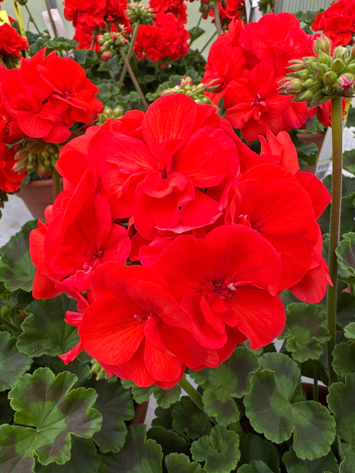 GERANIUM DYNAMO ORANGE - 8" POT