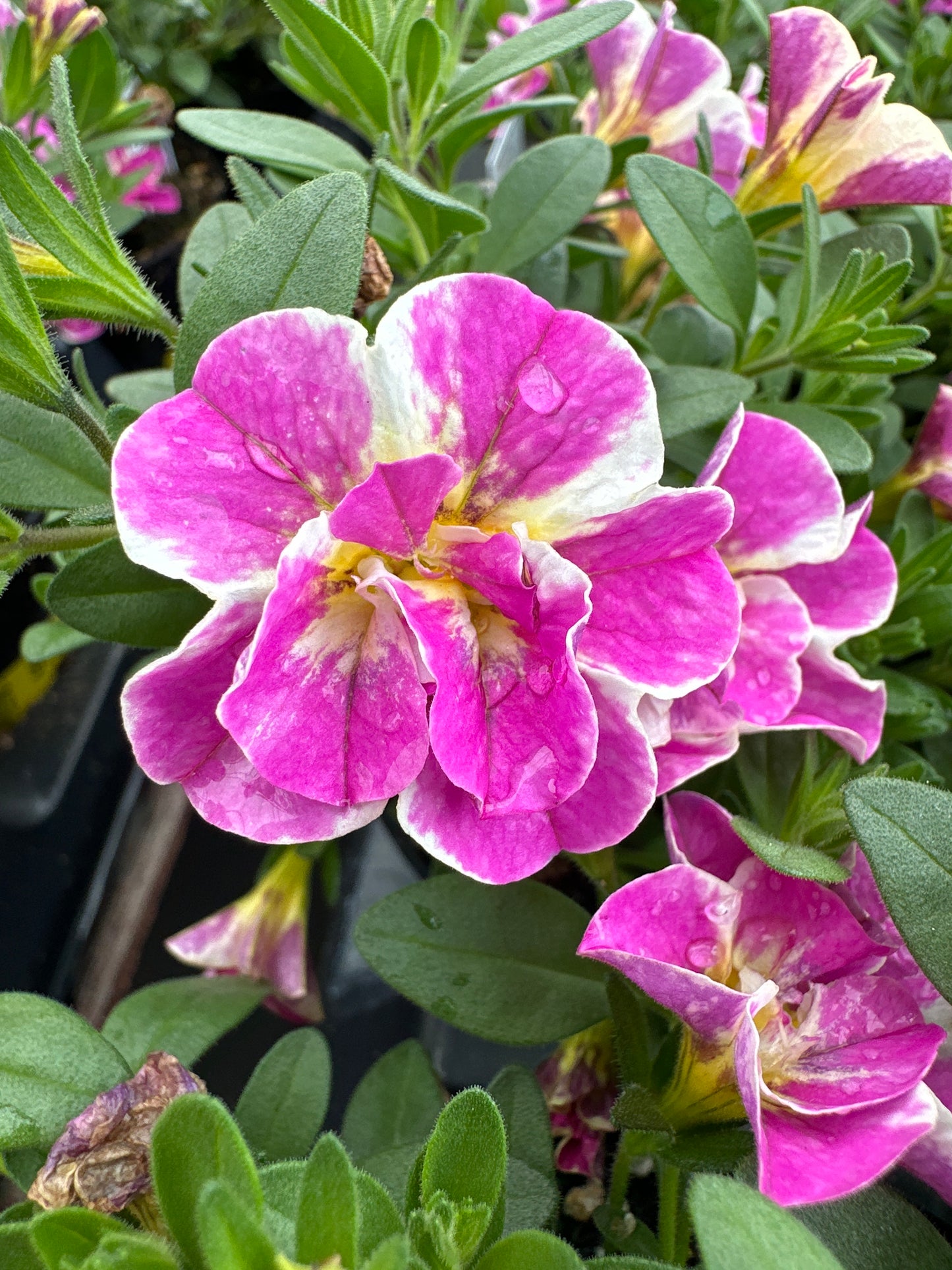 CALIBRACHOA MINIFAMOUS UNO FUNTOPIA PINK - 4" POT