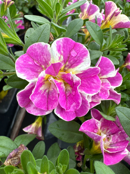 CALIBRACHOA MINIFAMOUS UNO FUNTOPIA PINK - 4" POT