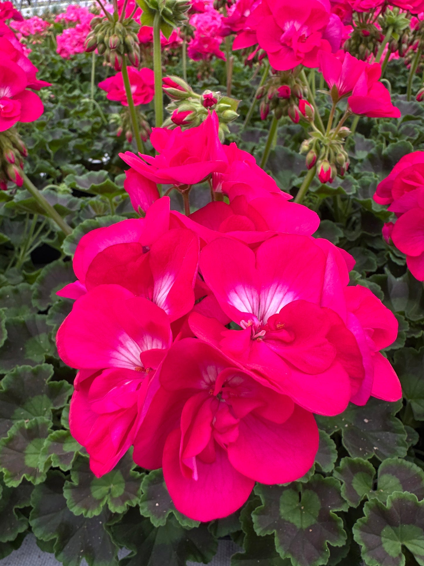 GERANIUM CALLIOPE MEDIUM HOT ROSE - 4" POT