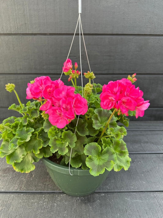GERANIUM DYNAMO HOT PINK - 10" HANGING BASKET