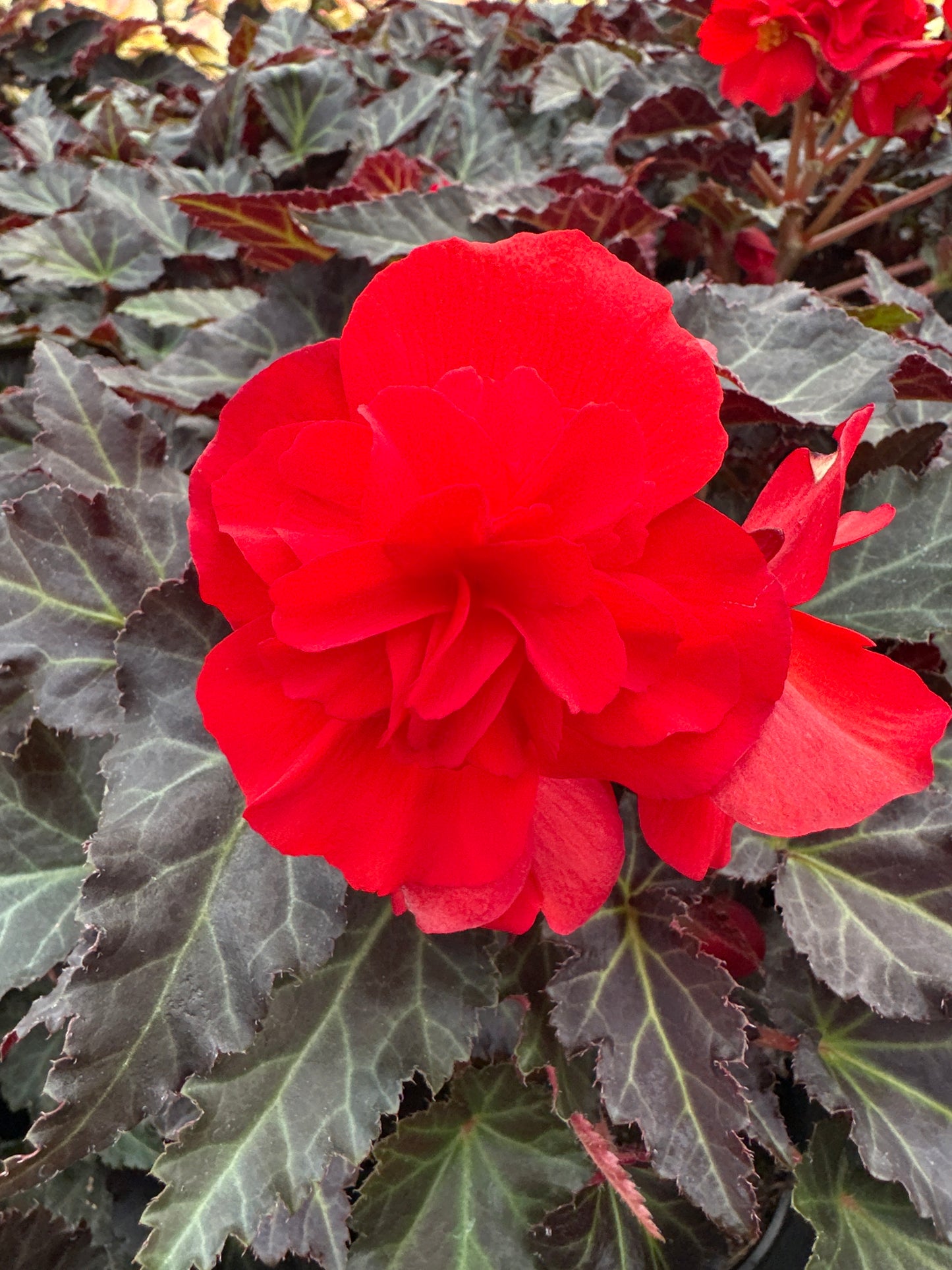 Begonia Iconia Red