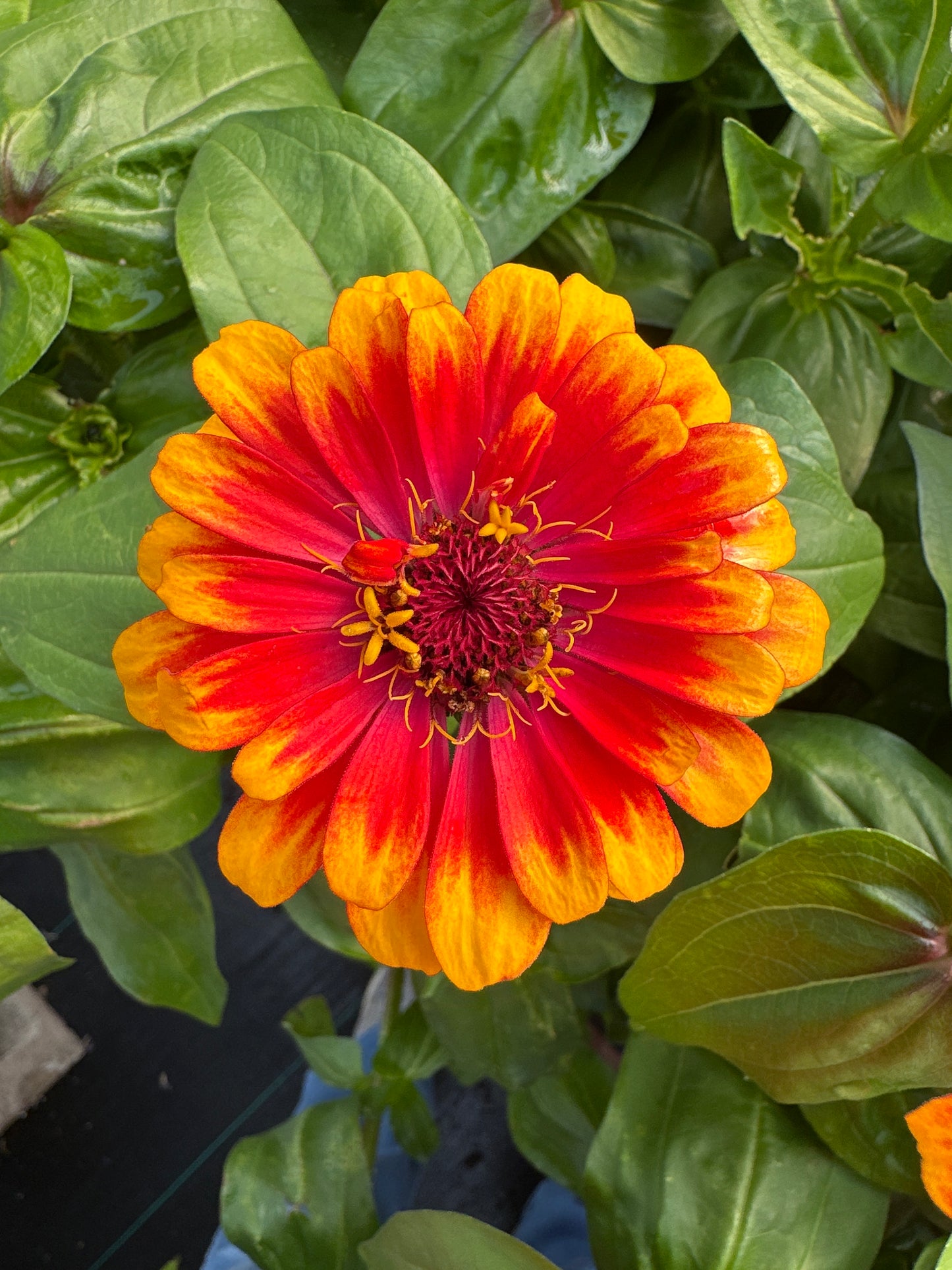 ZINNIA ZOWIE YELLOW FLAME - JUMBO 6 PACK
