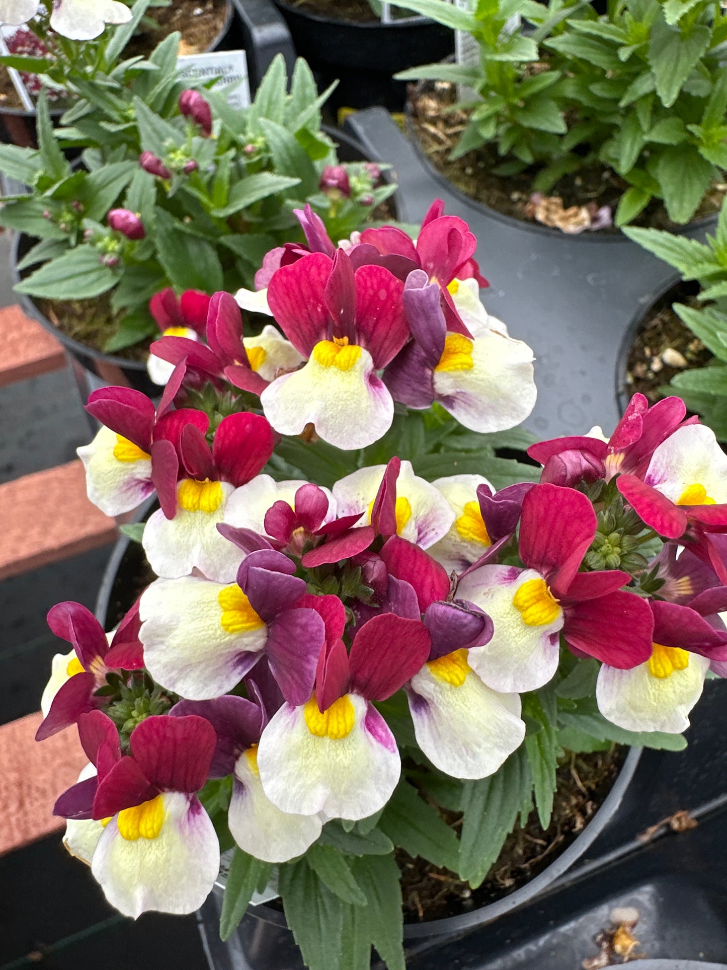 NEMESIA ESCENTIAL CHERRYBERRY - 4" POT