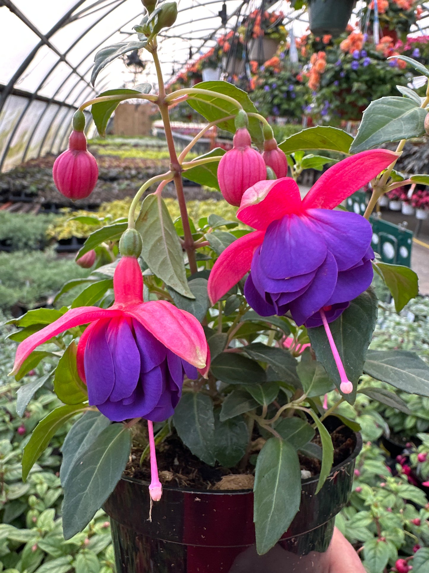 FUCHSIA DARK EYES - 4'' POT