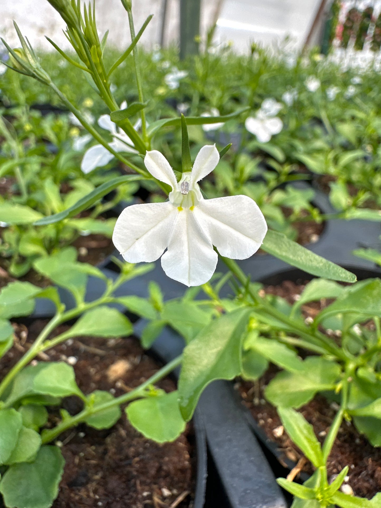 LOBELIA MAGADI BASKET WHITE - 4'' POT