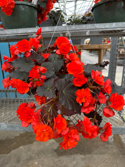 BEGONIA SOLENIAS CHOCOLATE ORANGE - 10" HANGING BASKET