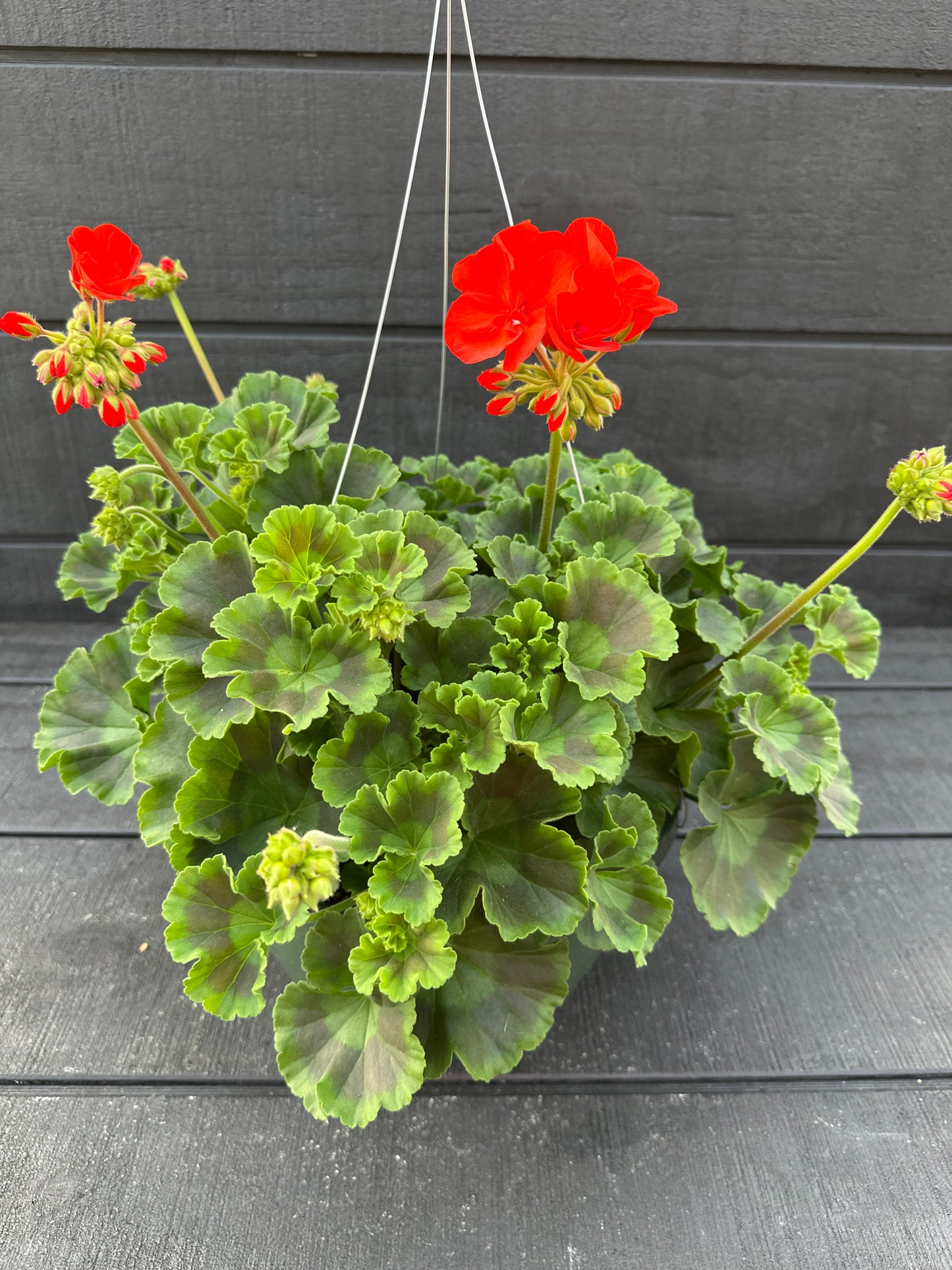 GERANIUM DYNAMO ORANGE - 10" HANGING BASKET