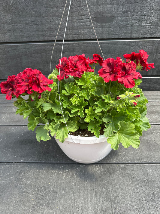 GERANIUM MARTHA WASHINGTON ELEGANCE CLARET - 10" HANGING BASKET