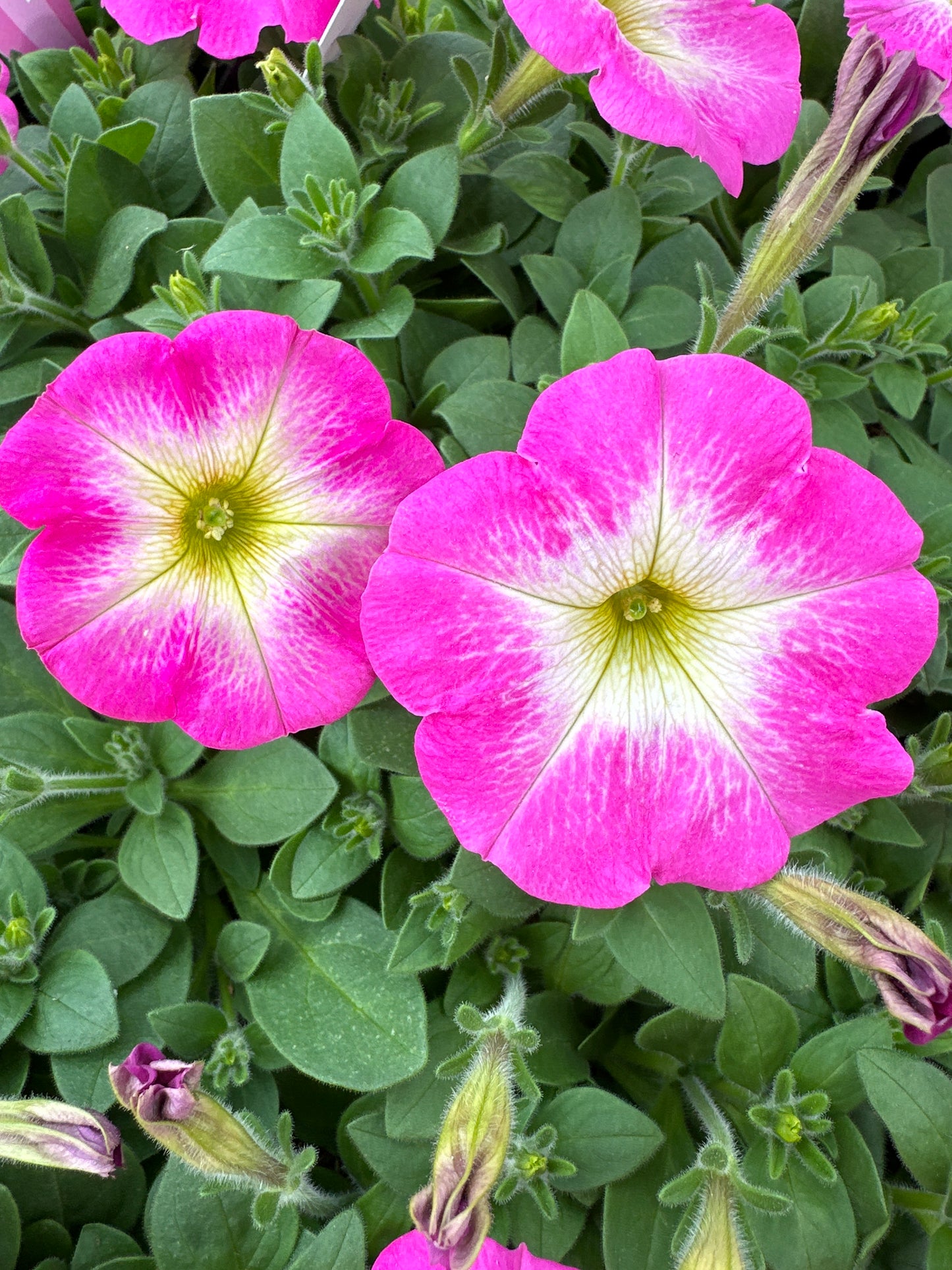 PETUNIA EASY WAVE ROSE MORN - JUMBO 6 PACK