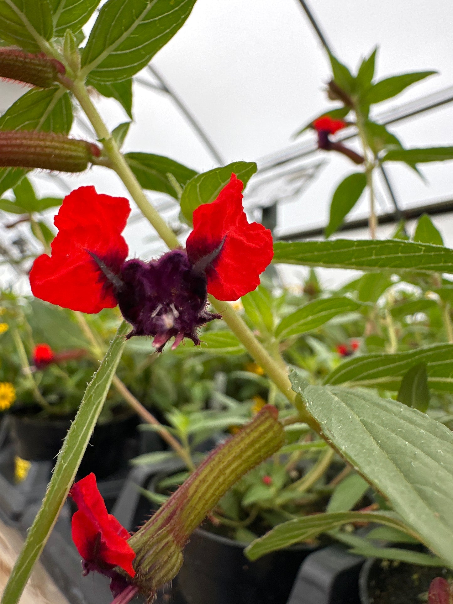 CUPHEA BAT FACE - 4" POT