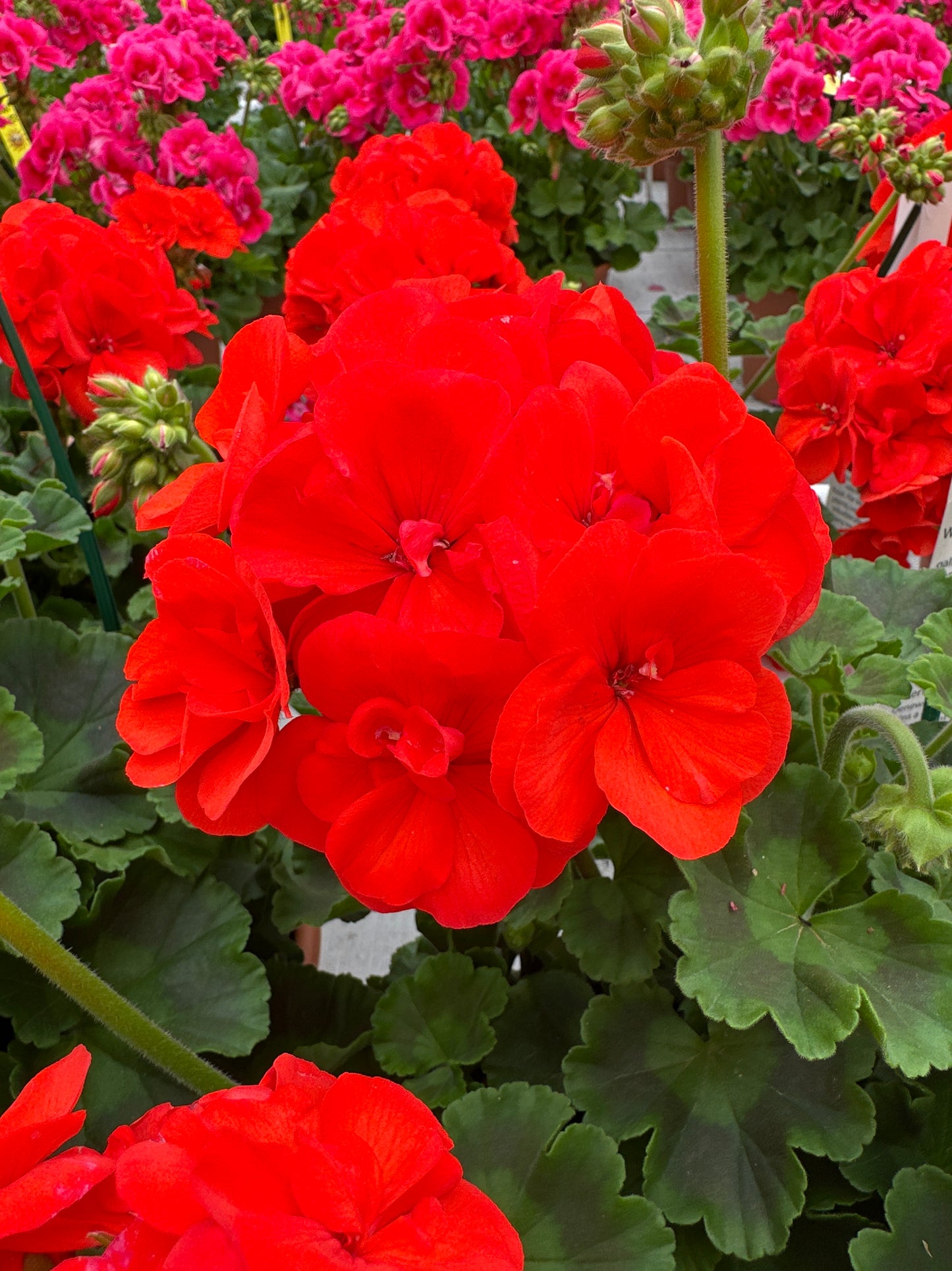 GERANIUM DYNAMO ORANGE - 8" POT