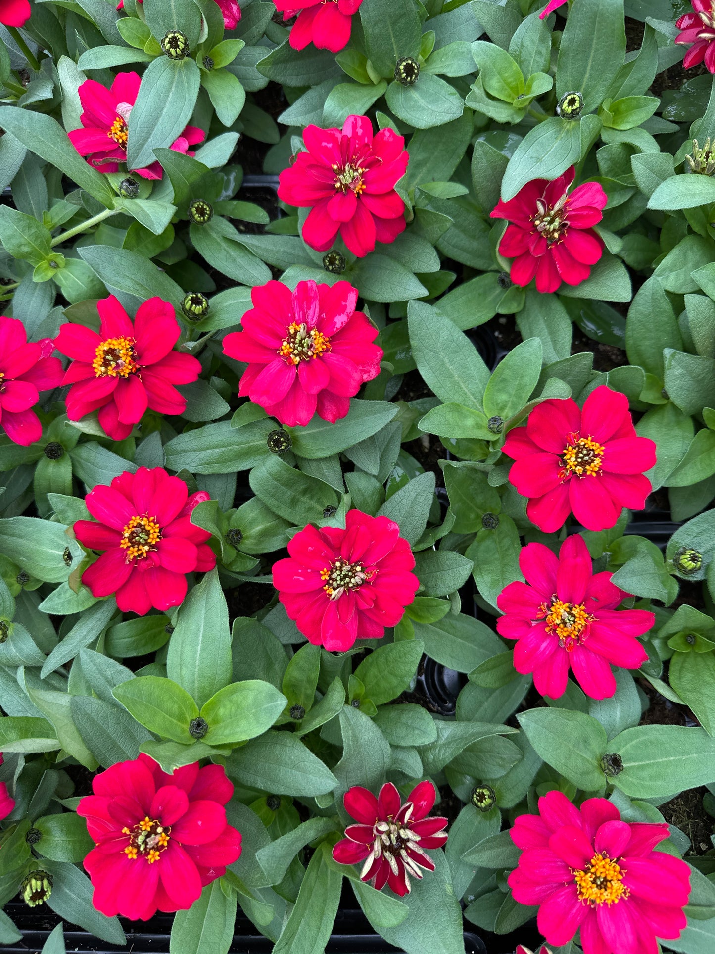 ZINNIA PROFUSION DOUBLE HOT CHERRY - JUMBO 6 PACK