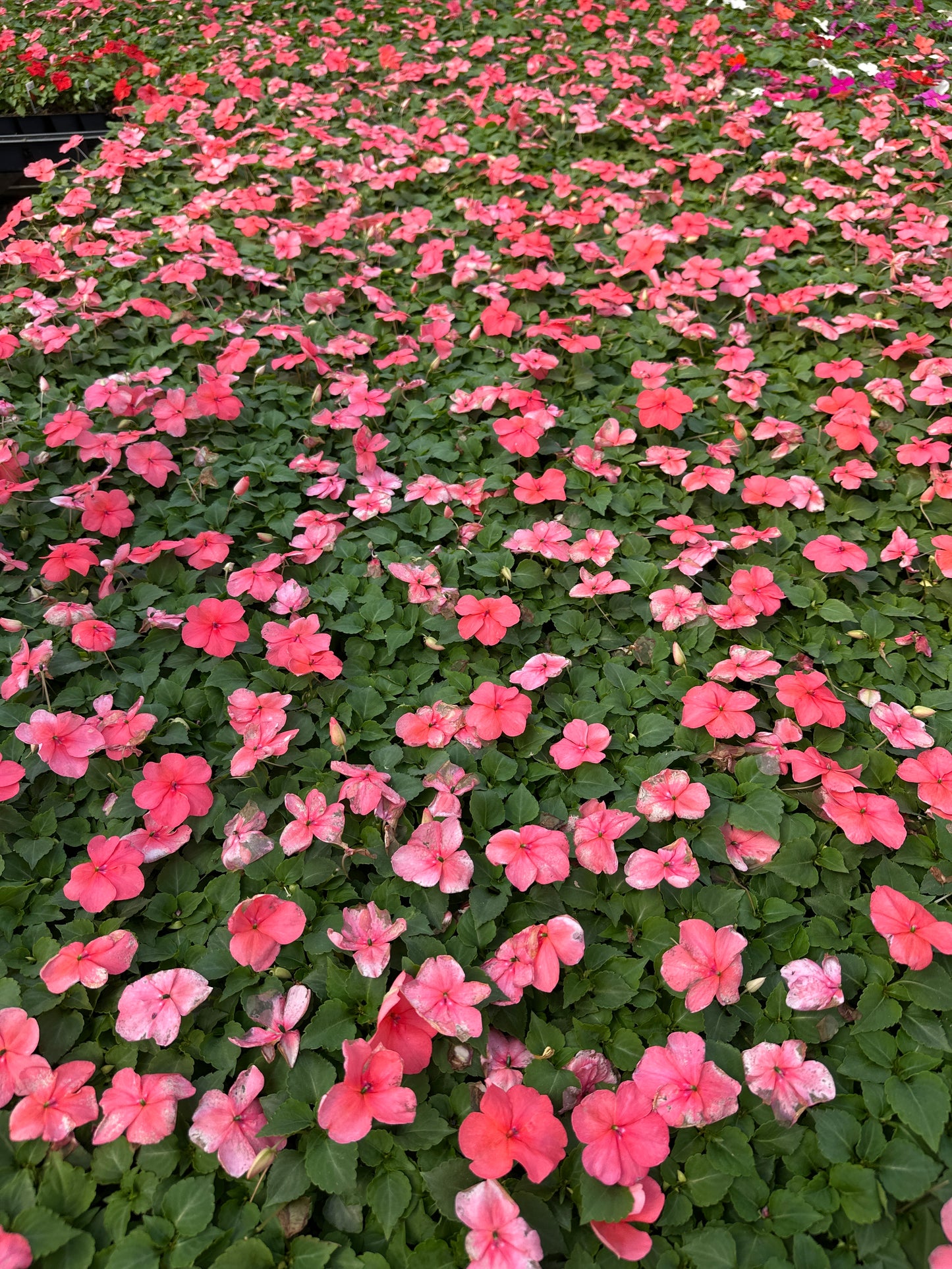IMPATIENS BEACON CORAL - FLAT OF 32 PLANTS