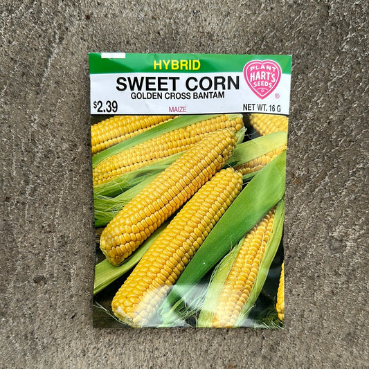 Corn Golden Cross- Yellow