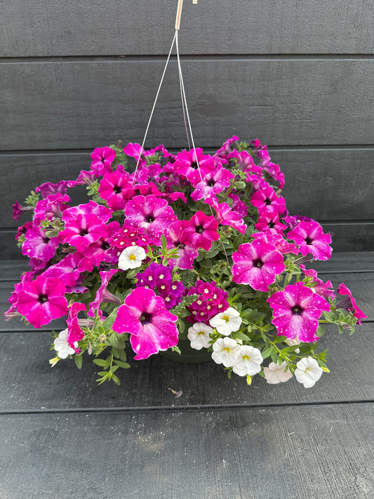 COMBO ENCHANTED EVENING - 10" HANGING BASKET