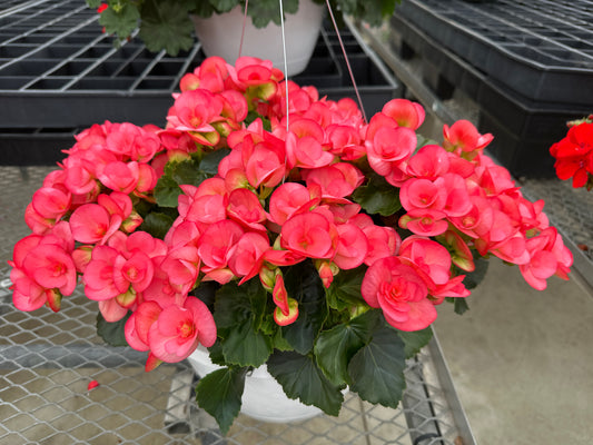 BEGONIA REIGER NETJA DARK - 10" HANGING BASKET
