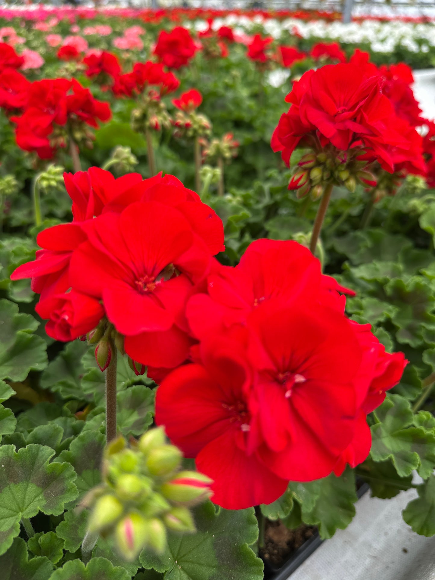 GERANIUM DYNAMO RED - 4" POT