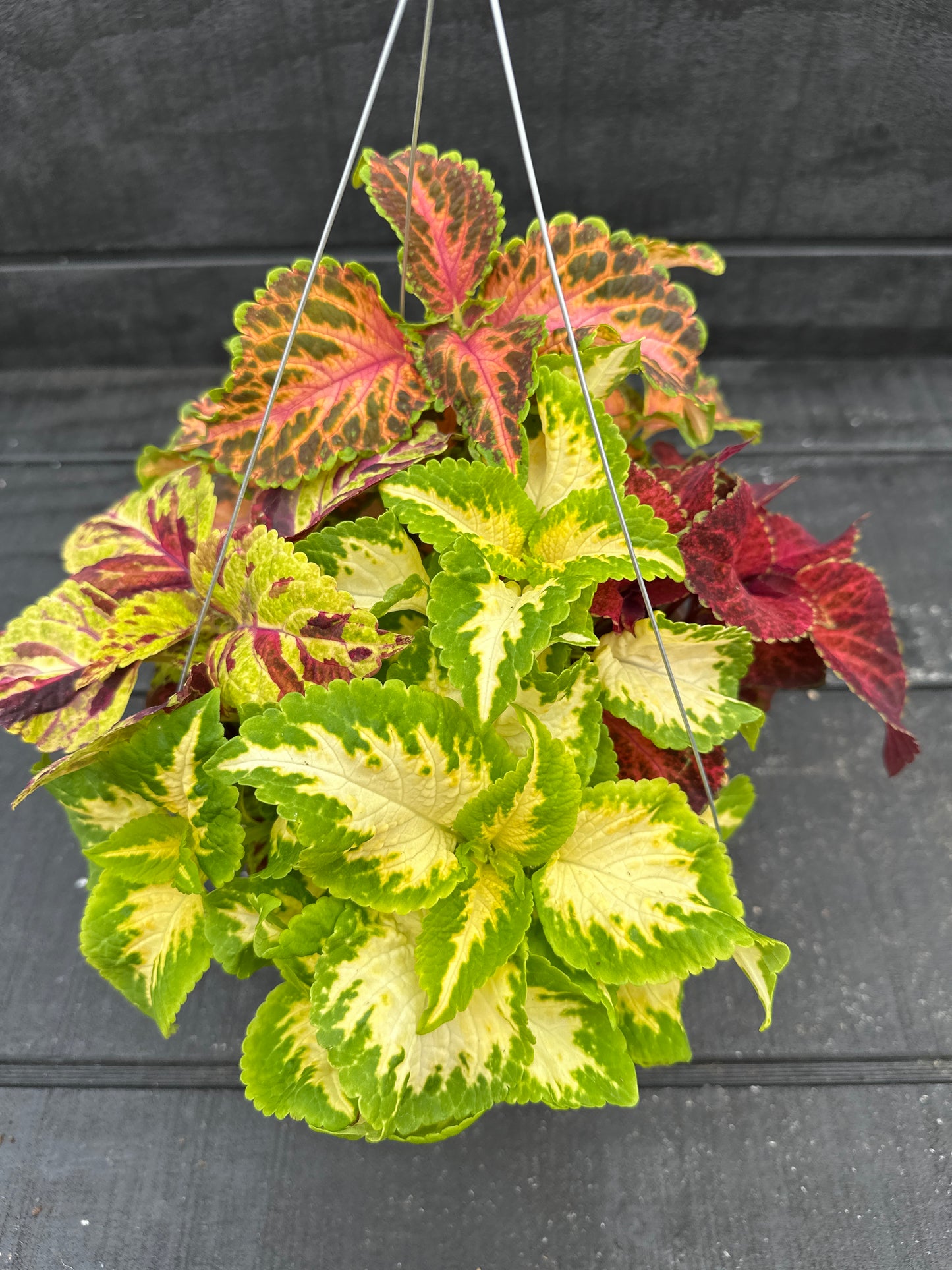 COLEUS WIZARD SELECT MIX - 8" HANGING BASKET