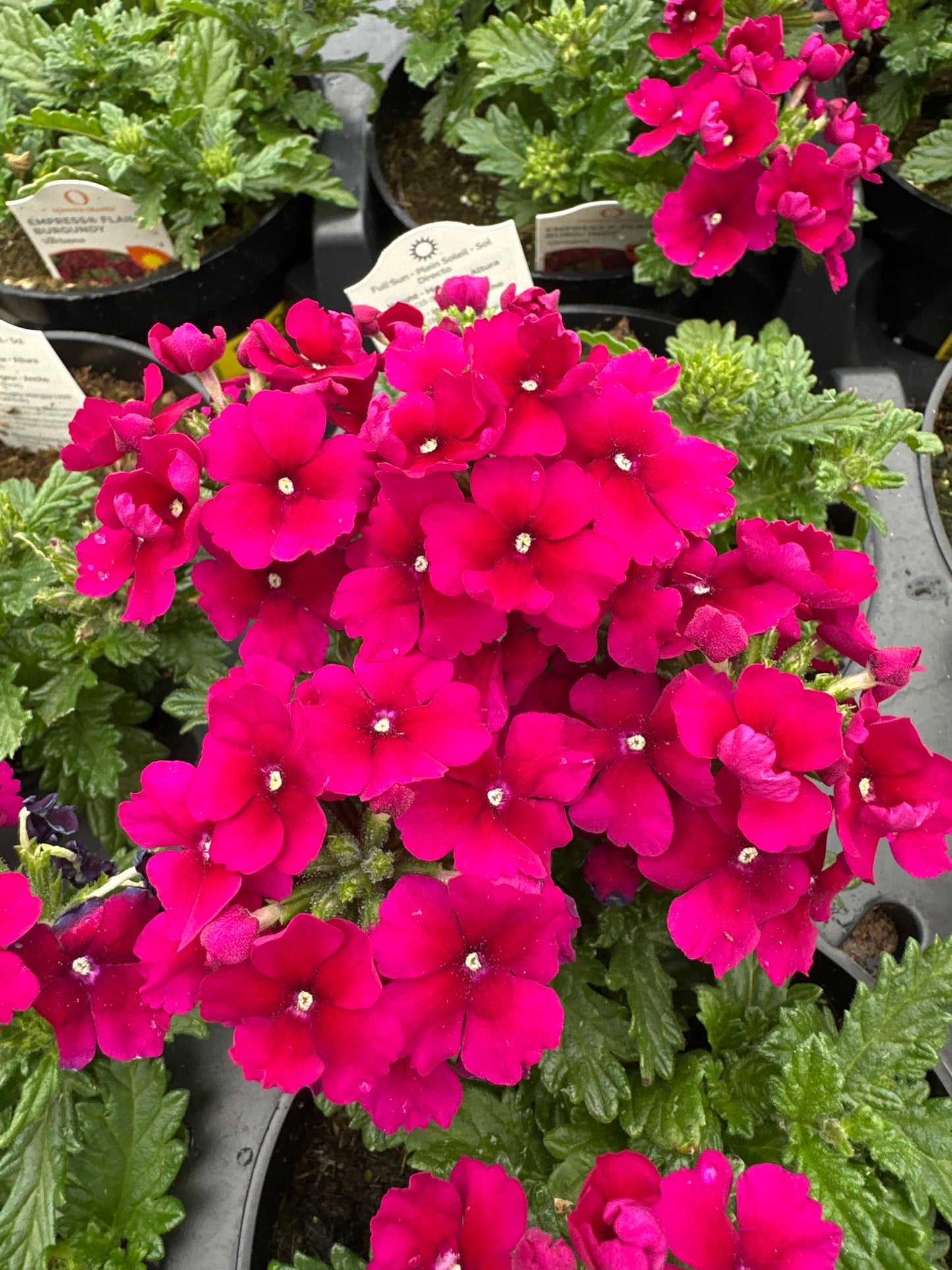 VERBENA EMPRESS SUN BURGUNDY - 4" POT