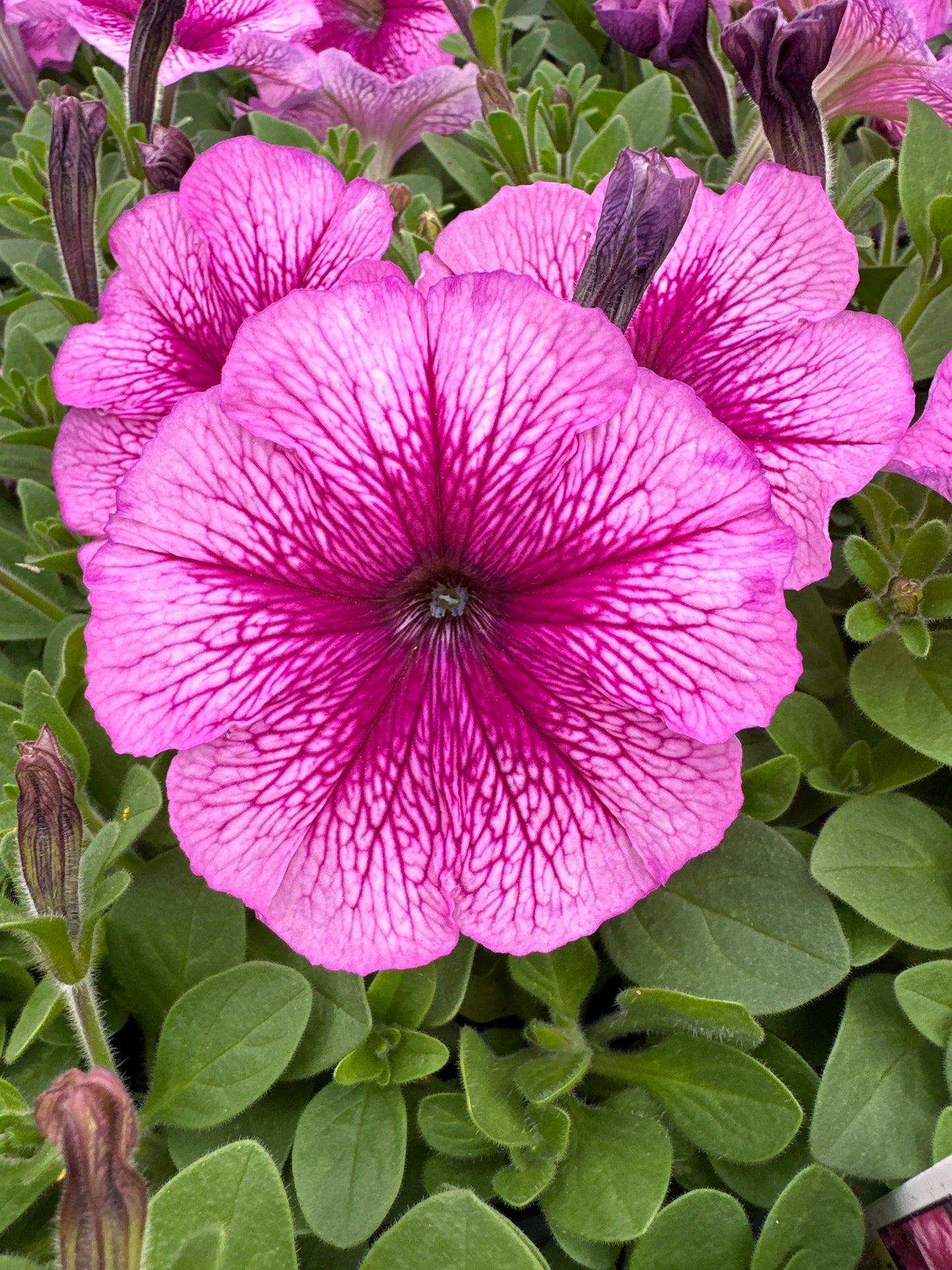 PETUNIA MADNESS SUGAR - FLAT OF 48 PLANTS