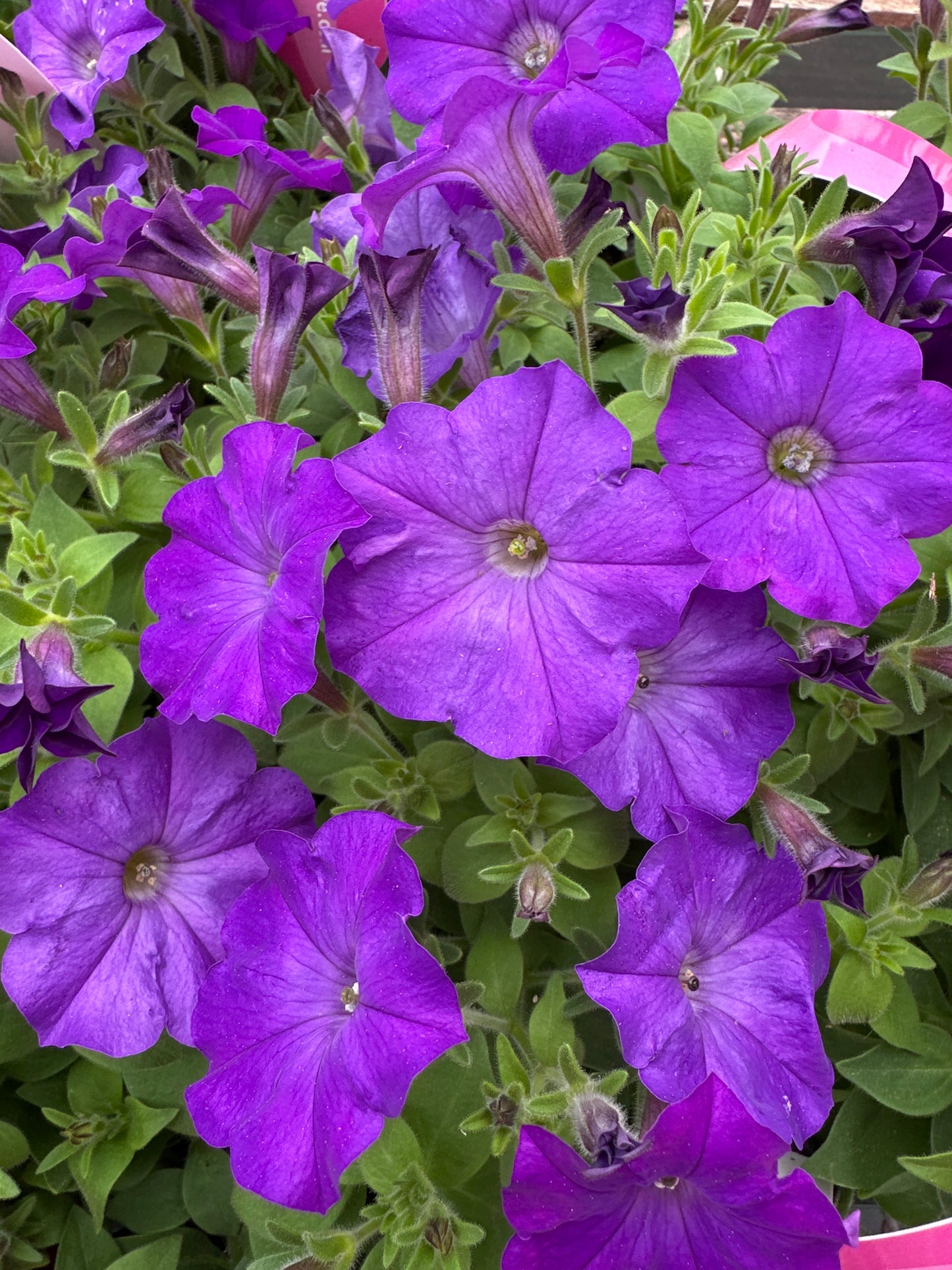 PETUNIA SHOCK WAVE DENIM - JUMBO 6 PACK