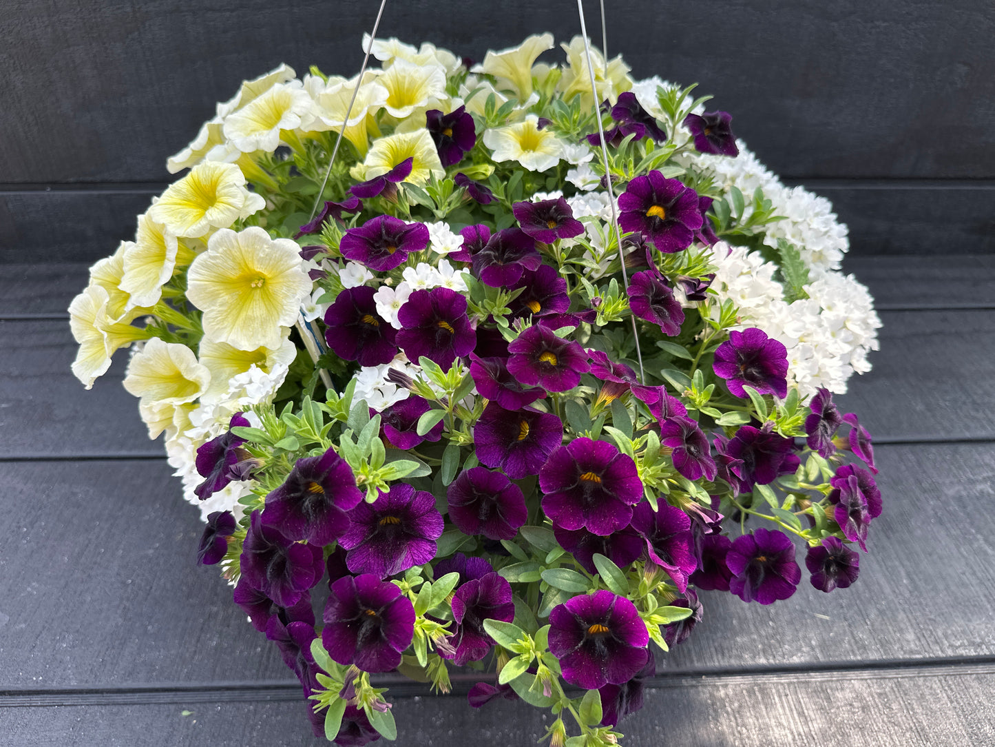COMBO BLUE MACAW - 10" HANGING BASKET