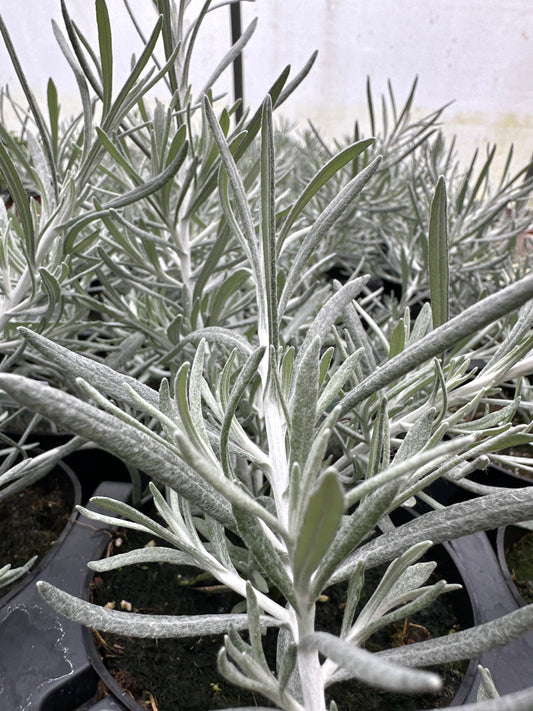 HELICHRYSUM SILVER THREADS - 4" POT