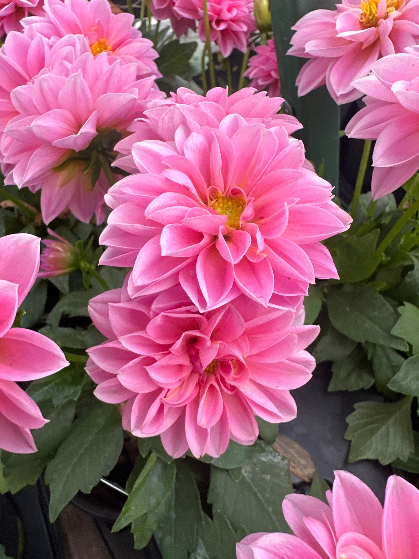 DAHLIA DAHLINOVA LISA DARK PINK - QUART POT