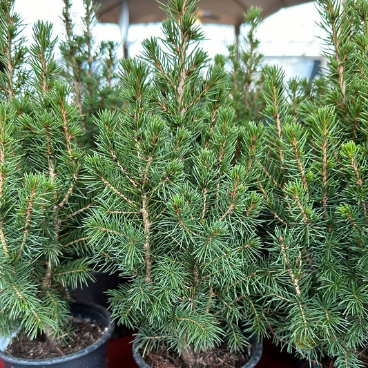 Picea Glauca Conica 4'' Pot