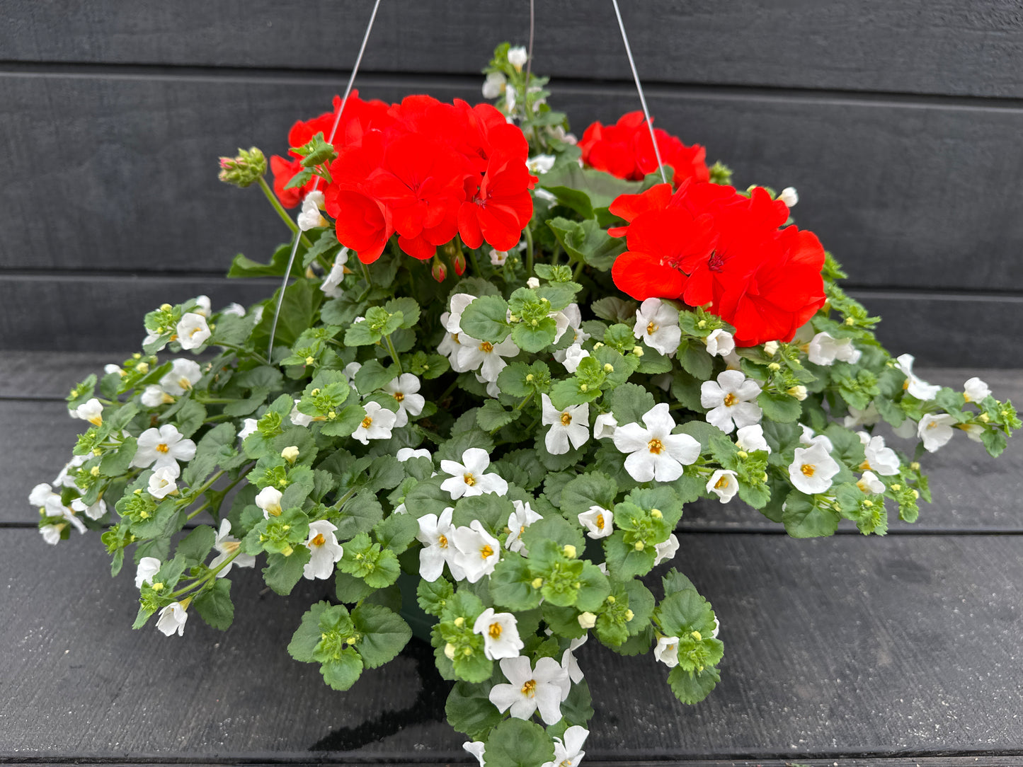 BASKET #1 - 10'' HANGING BASKET