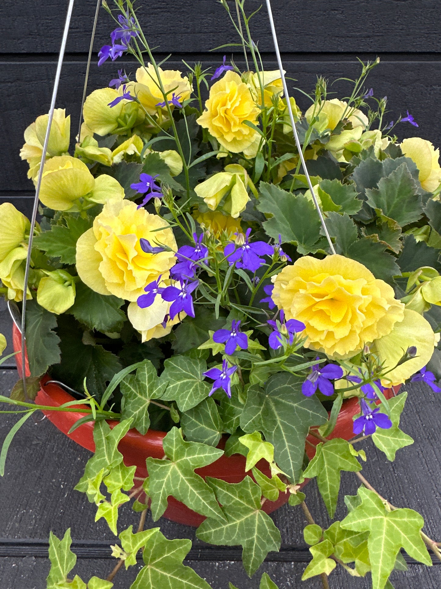 BASKET #83 - 12" HANGING BASKET