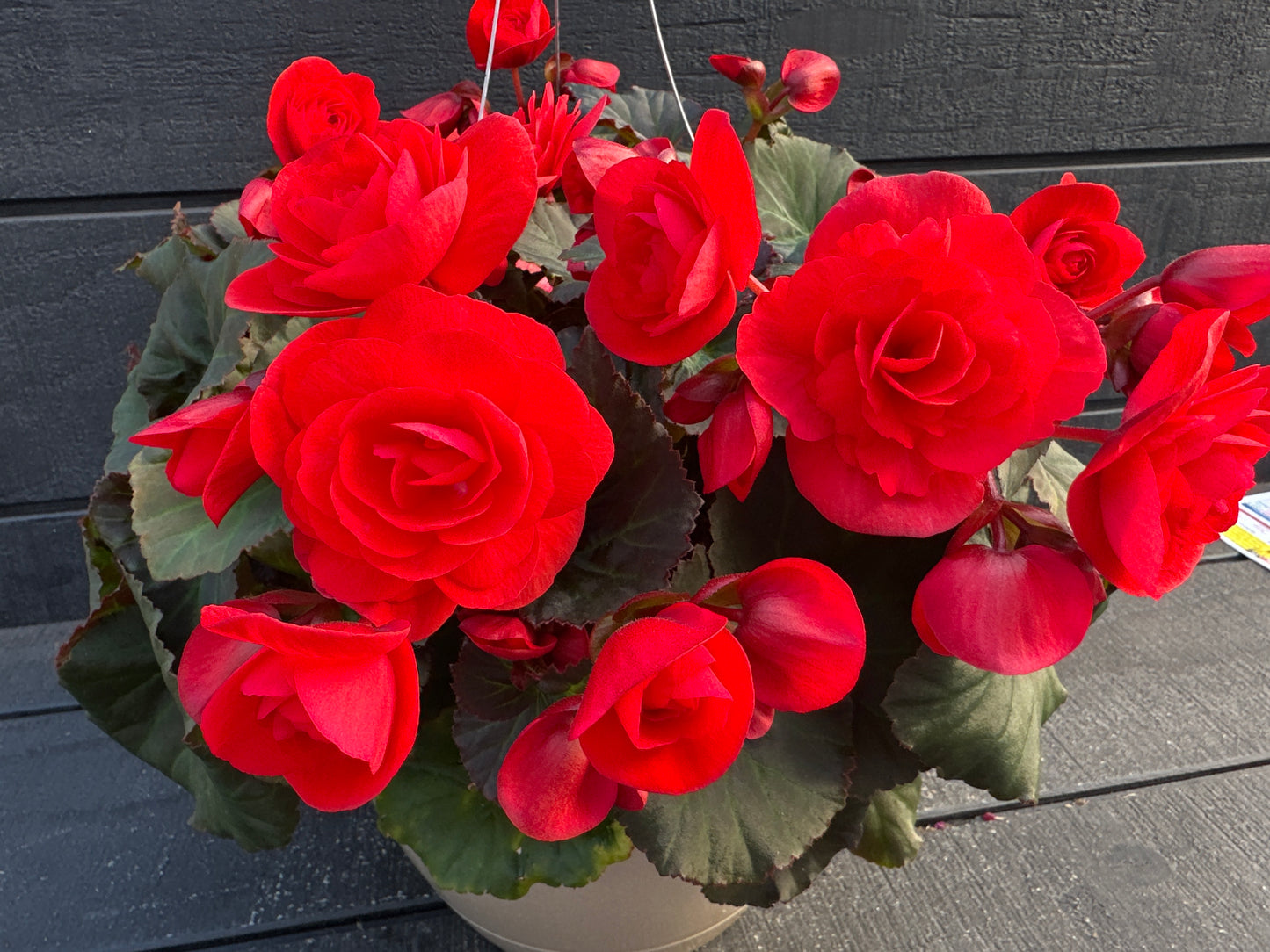 BEGONIA SOLENIAS RED - 10'' HANGING BASKET