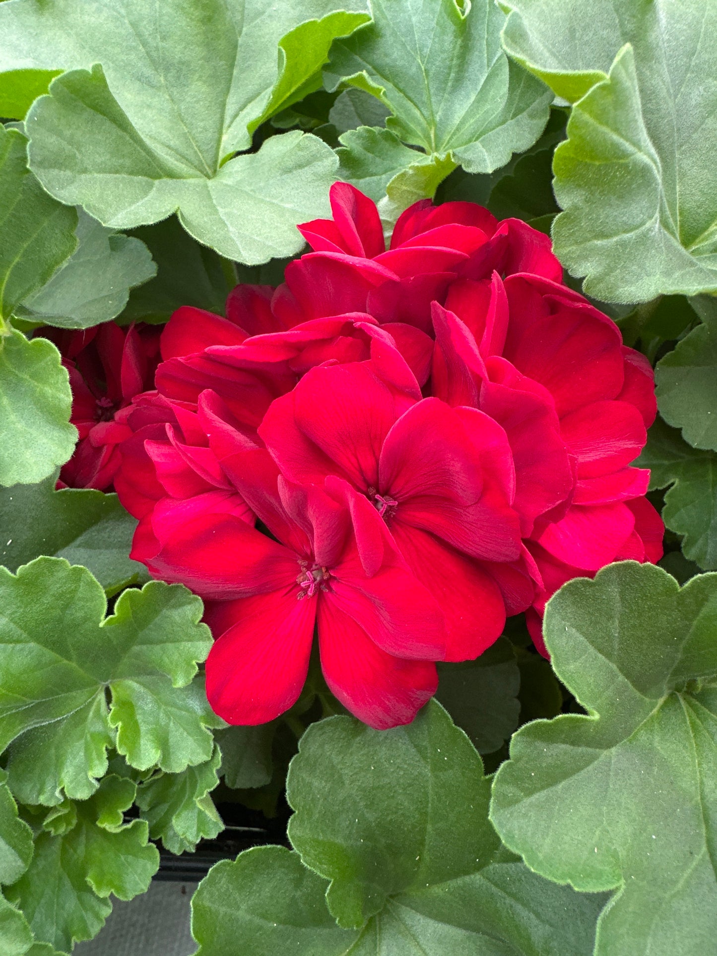 GERANIUM CALLIOPE MEDIUM DARK RED - 4'' POT