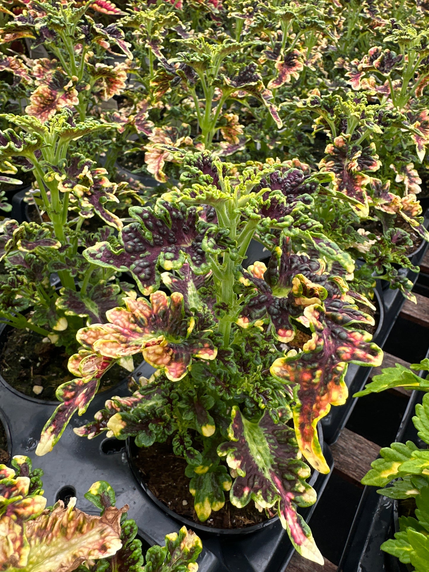 COLEUS CORAL COPPER - 4" POT